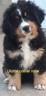 CHIOT collier rose