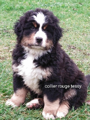 CHIOT collier rouge 