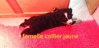 CHIOT collier jaune